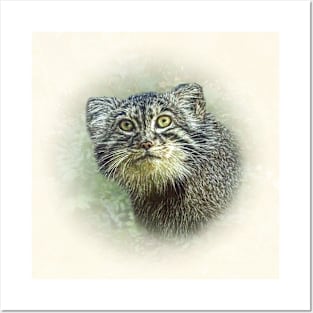 Pallas's cat-manul Posters and Art